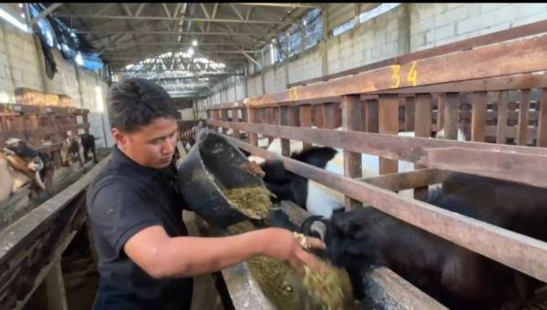 Seminggu Jelang Iduladha, Penjualan Hewan Kurban di Mojokerto Meningkat Tajam