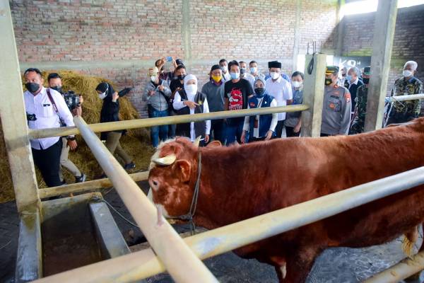 Khofifah Pastikan Stok Hewan Kurban di Jatim Cukup  Bahkan Surplus