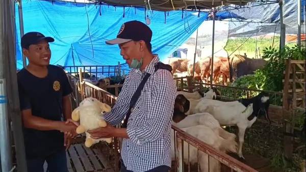 Lapak Kurban di MERR Surabaya Tawarkan Bonus Boneka Domba untuk Pembeli Kambing