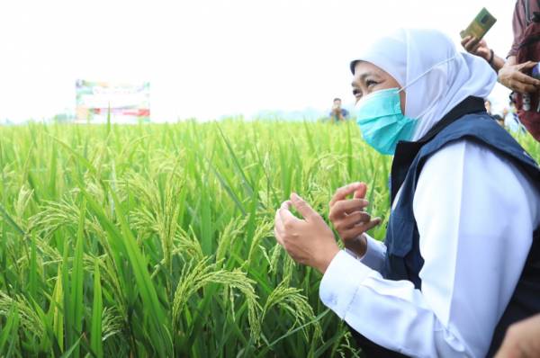 Begini Nilai Tukar Petani (NTP) dan Nilai Tukar Nelayan (NTN)  Jatim di Bulan Desember