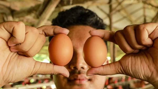 SPPG Diinstruksikan Tambah Porsi Telur MBG, Pemerintah Upayakan Stabilkan Harga di Tingkat Peternak