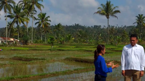15 Tahun Dampingi Petani, BI Jatim Dongkrak Produksi Beras Organik Banyuwangi