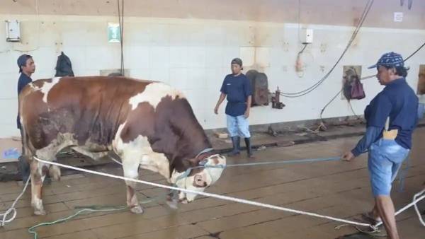 RPH Surabaya Hentikan Penjualan Sapi, Fokus Layanan Pemotongan Kurban 2026