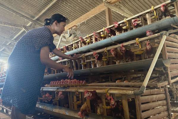 Harga Telur di Batu Turun Jadi Rp19.300 per Kg, Peternak Tertekan Kenaikan Biaya Pakan