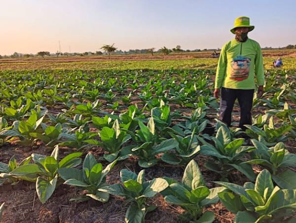 Tembakau Kembali Jadi Andalan Petani Gresik Saat Musim Kemarau