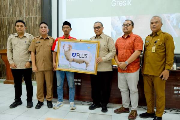 Gresik Dorong Hilirisasi Peternakan, Kambing dan Domba Tak Lagi Sekadar Dijual Hidup