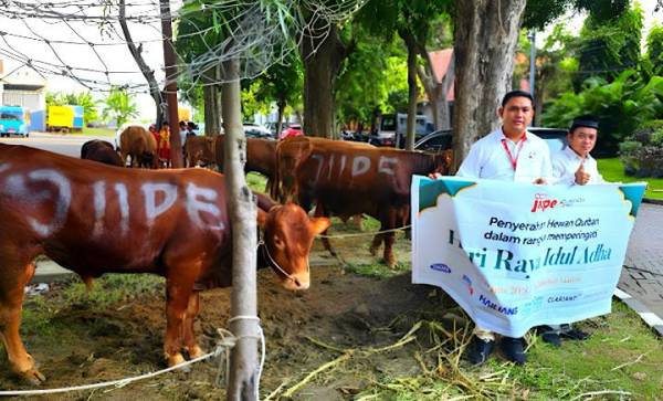 BKMS dan JIIPE Salurkan 42 Hewan Kurban untuk Warga Gresik, Bukti Kepedulian Nyata Perusahaan Industri