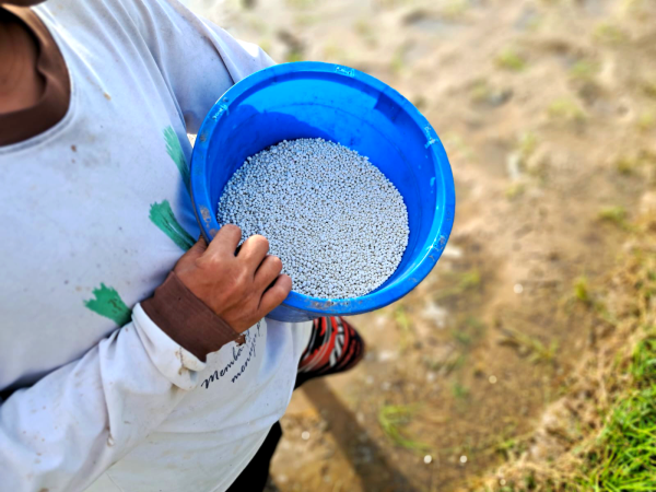 Distribusi Pupuk Subsidi di Bawean Lancar, Produktivitas Petani Menguat Menuju Swasembada Pangan