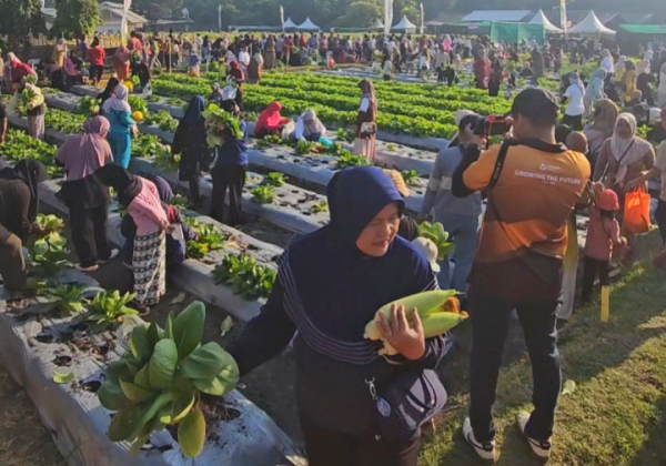 Petro Agrifood Expo 2026 Hadirkan Sensasi Panen Langsung di Kebun Petrokimia Gresik