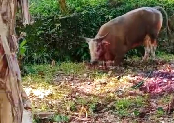 Sapi Kurban di Bawean Gresik Mendadak Bangkit Usai Disembelih, Warga Panik dan Geger