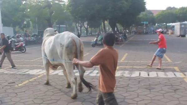 Sapi Kurban Bantuan Presiden Prabowo Lepas Kendali di Masjid Al-Akbar Surabaya, Dua Warga Luka Ringan
