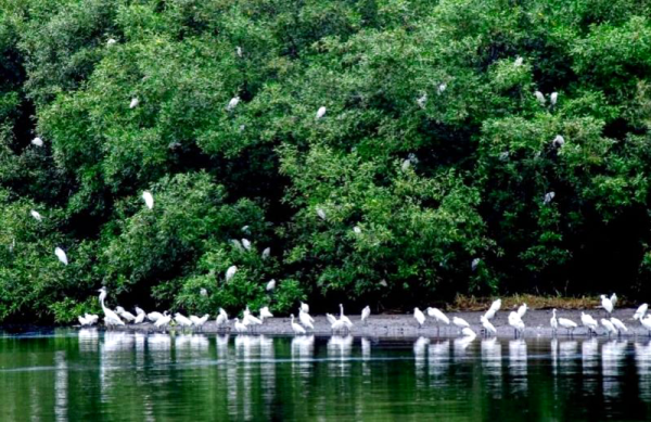 Surabaya Uji Strategi Baru Tingkatkan Produksi Perikanan Lewat Ekosistem Mangrove