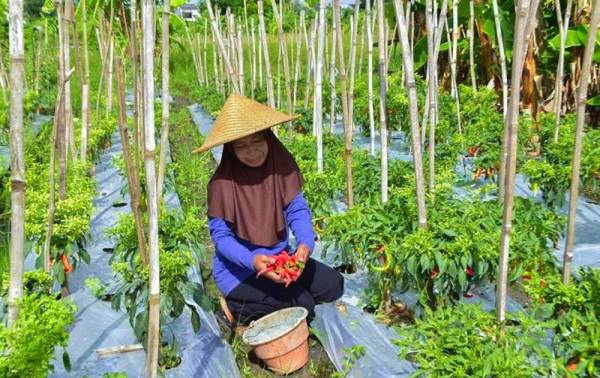 Harga Cabai dan Tomat Stabil, TPID Surabaya Pastikan Stok Aman di Tengah Musim Dingin
