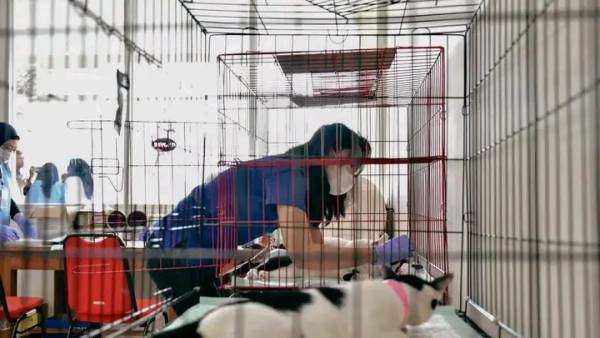 Pemkot Surabaya Gencarkan Sterilisasi Kucing Gratis demi Menekan Populasi Liar