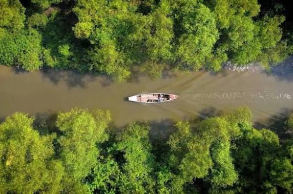Surabaya Bidik Kebun Raya Mangrove Jadi Laboratorium Mangrove Dunia, Koleksi 245 Spesies Jadi Target