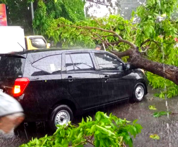 Hujan Deras Terjang Surabaya, Puluhan  Pohon Tumbang dan Reklame Roboh