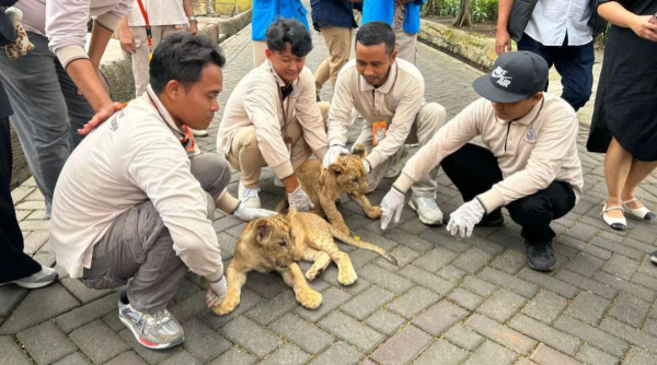 KBS Surabaya Hadirkan Wahana Baru, Tambah Satwa Eksotis