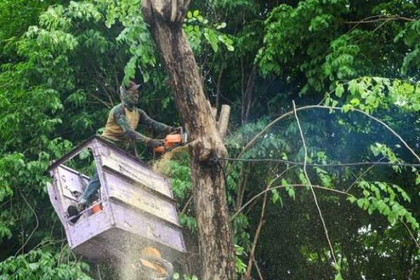 Cuaca Ekstrem Terjang Surabaya, Pemkot Siagakan Tujuh Rayon Tangani Pohon Tumbang