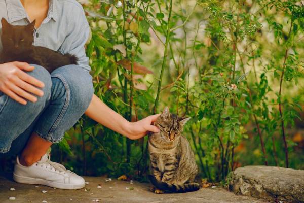 Tekan Populasi Kucing Liar, DKPP Surabaya Sterilisasi Gratis 100 Ekor Kucing