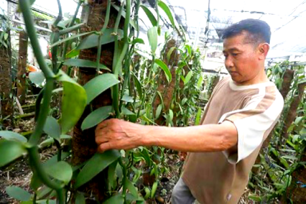 Lahan Kumuh Disulap Jadi Kebun Vanili, Warga Gayungan Tunjukkan Keajaiban Agronomi di Tengah Kota