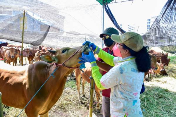 Pemkot Surabaya Jamin Daging Kurban Aman Dikonsumsi Usai Iduladha 2026