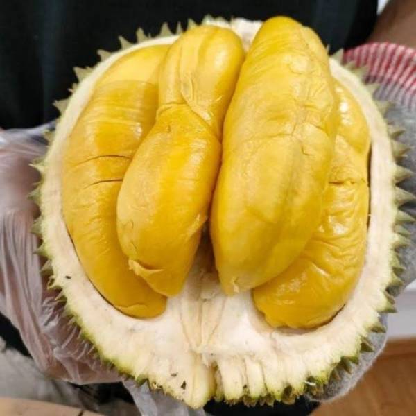 Mengenal Daerah Asal Musang King, Penghasil Durian Terenak