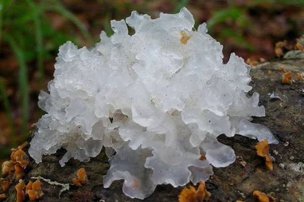 Jamur Salju, Si Putih Kenyal dengan Peluang Bisnis