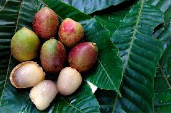 Tak Sekadar Unik, Ini 11 Manfaat Buah Matoa yang Jarang Diketahui — Bikin Awet Muda sampai Cegah Diabetes!