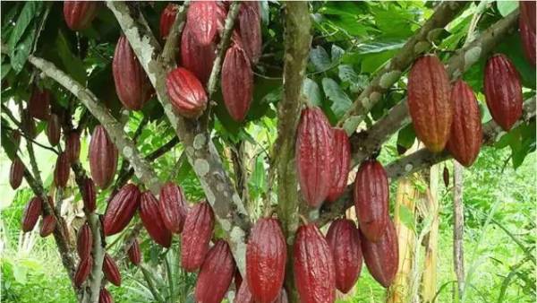 Tak Banyak yang Tahu, Cokelat Berasal dari Buah Kakao yang Tumbuh di Daerah Tropis