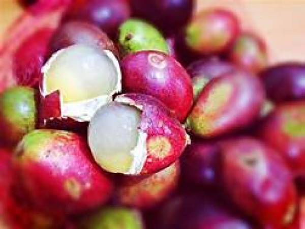 Matoa, Tanaman Identitas dari Tanah Papua