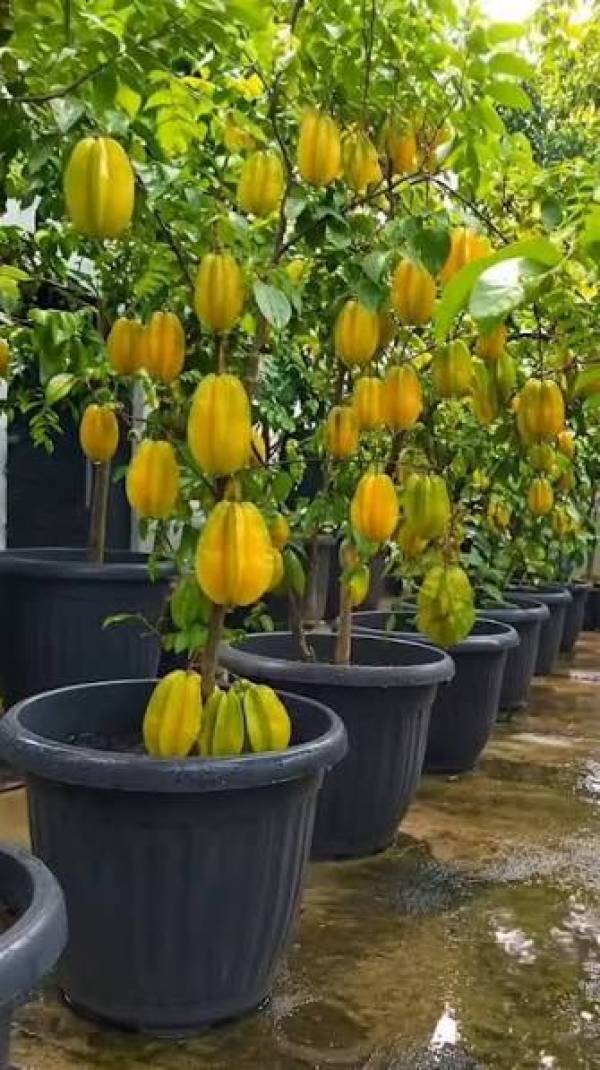 12 Pohon Buah Cantik yang Tak Merusak Lantai Teras, Rahasia Hunian Asri Tanpa Khawatir Retak