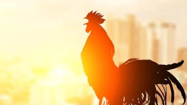 Bukan Karena Matahari Terbit, Ini Alasan Ayam Jantan Selalu Berkokok Saat Fajar