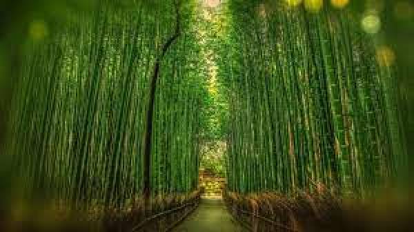 Bambu Air,  Dipercaya Membawa Keberuntungan