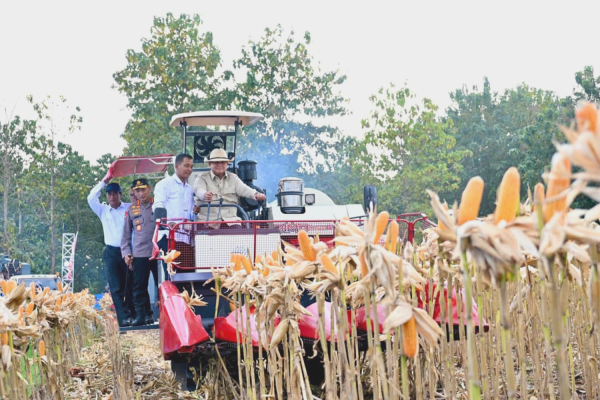 Prabowo Turun Sendiri Panen Jagung di Tuban, 100 Ton Siap Diekspor ke Malaysia