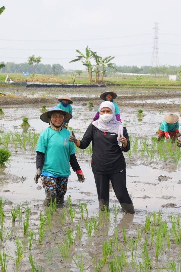 Khofifah Galakkan Aksi Percepatan Tanam Padi di Ngawi