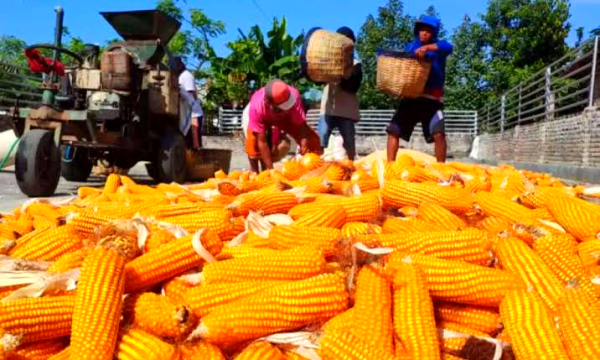 Program Jagung SPHP Bantu Peternak Jatim Tekan Biaya Pakan