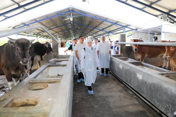 Stok Melimpah, Jatim Pastikan Hewan Kurban Aman dan Tercukupi Jelang Iduladha 2026