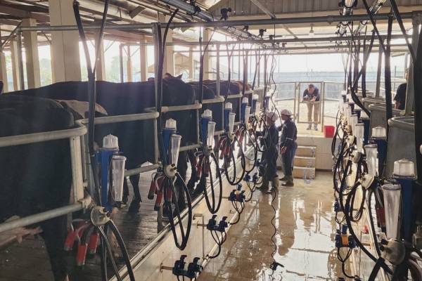 Penuhi Kuota Susu Segar MBG, GKSI Jatim Bakal Impor 1.200 Sapi Perah