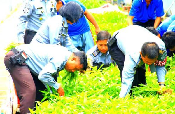 Manfaatkan Lahan Sempit, Lapas Banyuwangi Panen Kangkung Hasil Budidaya Warga Binaan
