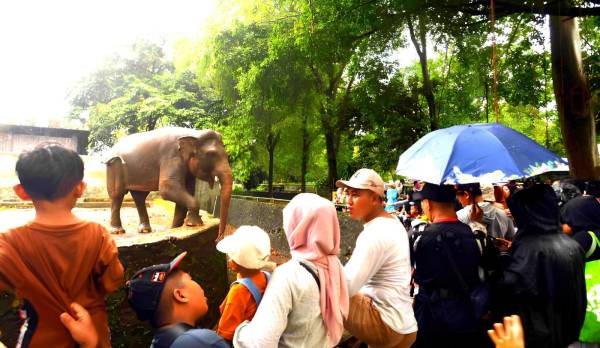Kebun Binatang Surabaya Diserbu Ribuan Wisatawan di Hari Kedua Lebaran