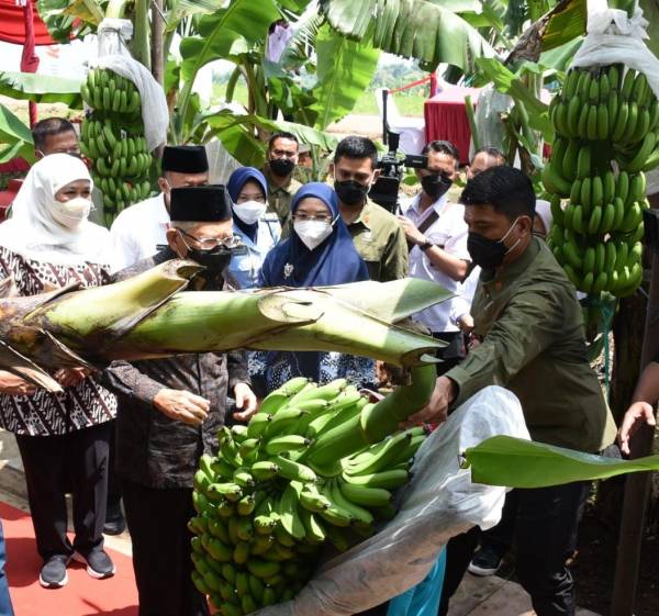 Jatim Kuasai Sepertiga Pangsa Pasar Pisang Nasional