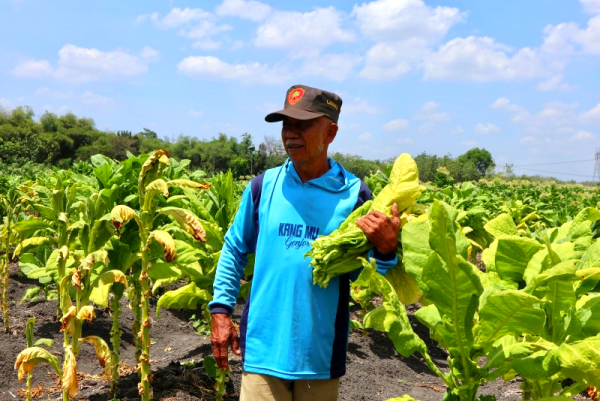 Petani Tembakau Bojonegoro Mulai Panen, Harga Capai Rp40 Ribu/Kg