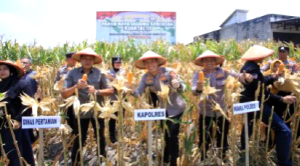 Kapolres Madiun Panen Jagung Serentak Polri Jamin Ketahanan Pangan