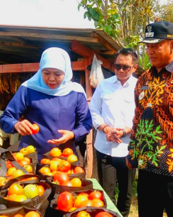 Gubernur Khofifah Serap Panen Tomat di Madiun, Pemprov Jatim Gerak Cepat Stabilkan Harga