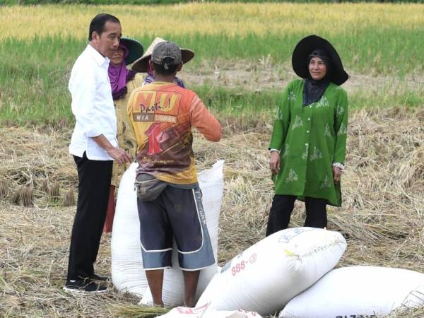 Jokowi Hampiri Petani yang Sedang Panen, Cek Langsung Harga Gabah