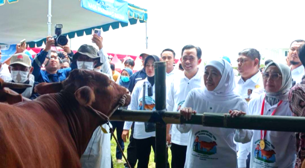 Khofifah Pimpin Inseminasi Buatan di Jember, Langkah Strategis Menuju Swasembada Daging 2029