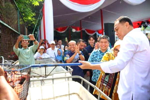 Kolaborasi PCU dan Pemkot Surabaya Berbuah Panen Perdana Ikan Nila di Wonocolo