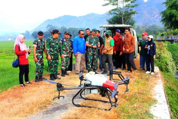 Sawah Diserang Wereng TNI Turun Tangan Gunakan Drone