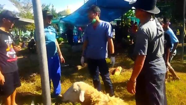 Viral Kambing Kurban Diduga PMK, Warga Jember Dapat Pujian atas Tindakan Cepat dan Tepat