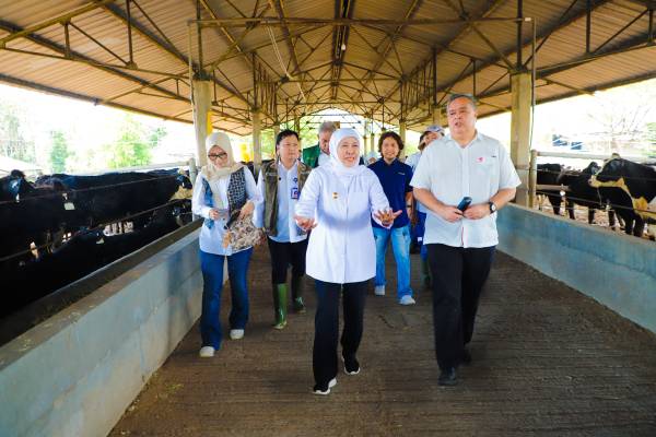 Jawa Timur Impor 1.080 Sapi Perah Bunting, Dorong Produksi Susu dan Ekonomi Peternak